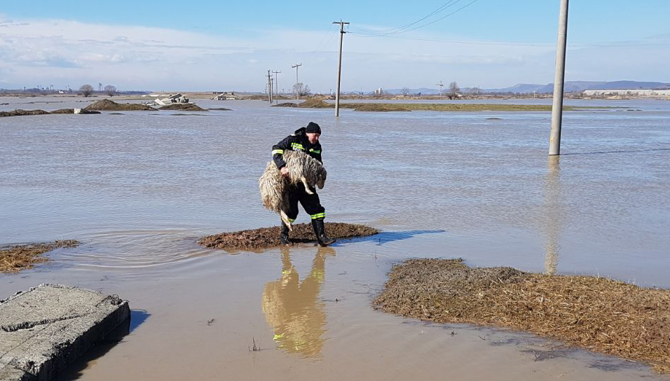 VIDEO. Operaţiunea de evacuare a 200 de oi, la Mândra, reluată de pompierii braşoveni