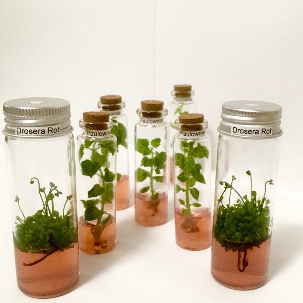 Românul care cultivă un milion de plante in vitro pe an: “Se întorc oamenii de afară. De ce să muncească pe plantația altuia pe o mie de euro, când poate lua 30 de mii pe a lui?”