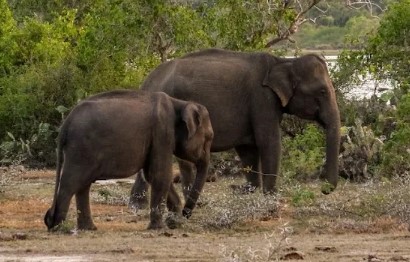 Válaszolt a külügyminisztérium: ezt teszik a Srí Lanka-i elefánttámadás ügyében