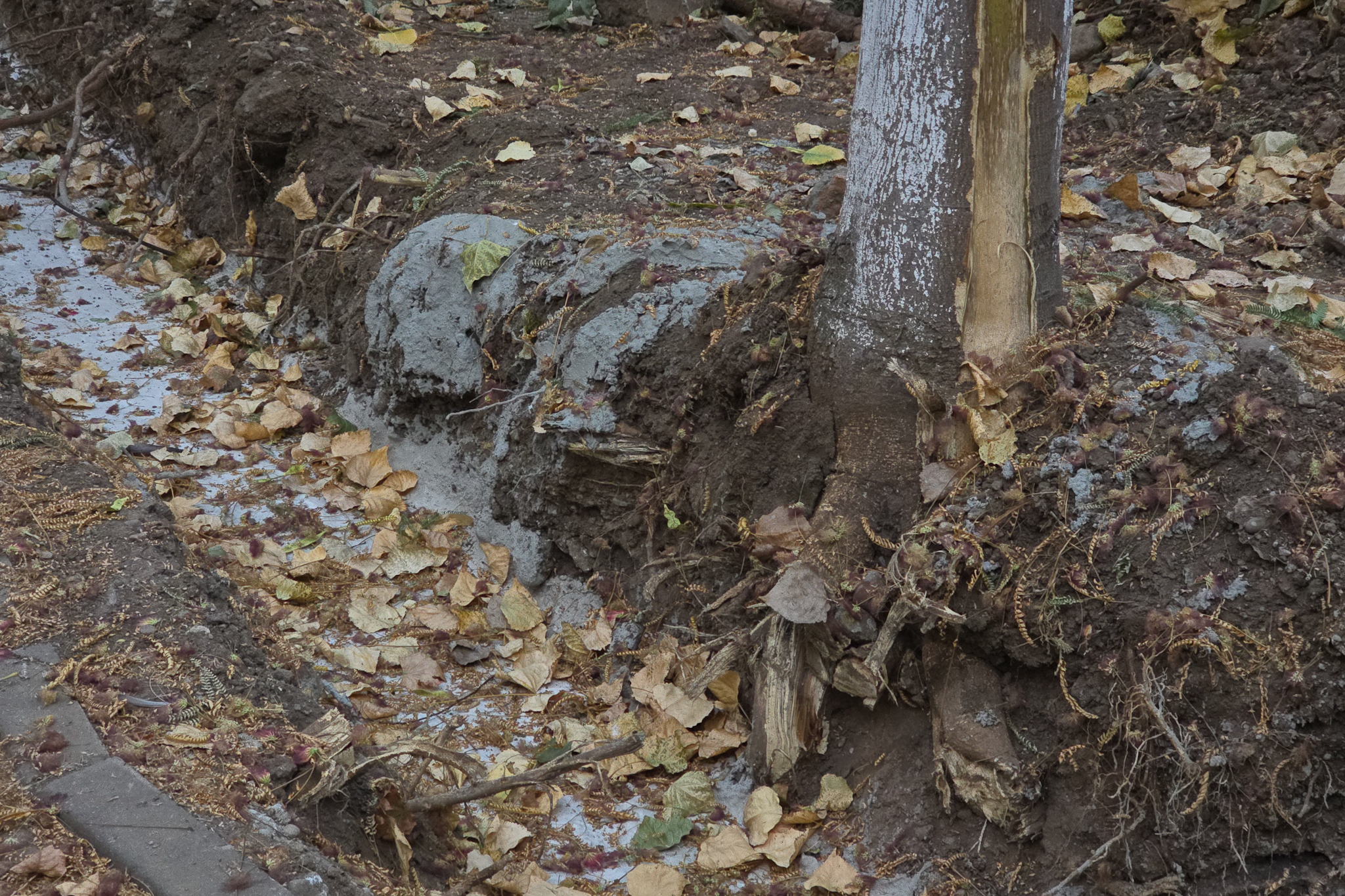 Au băgat excavatorul ca să facă șanțuri pentru gardul unei școli din București și au rupt rădăcinile a zeci de copaci