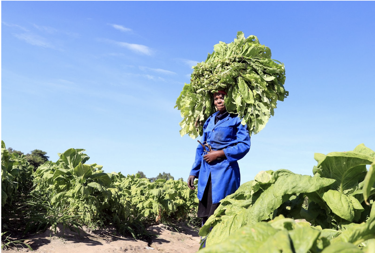 5 essential lessons about tobacco everyone should know