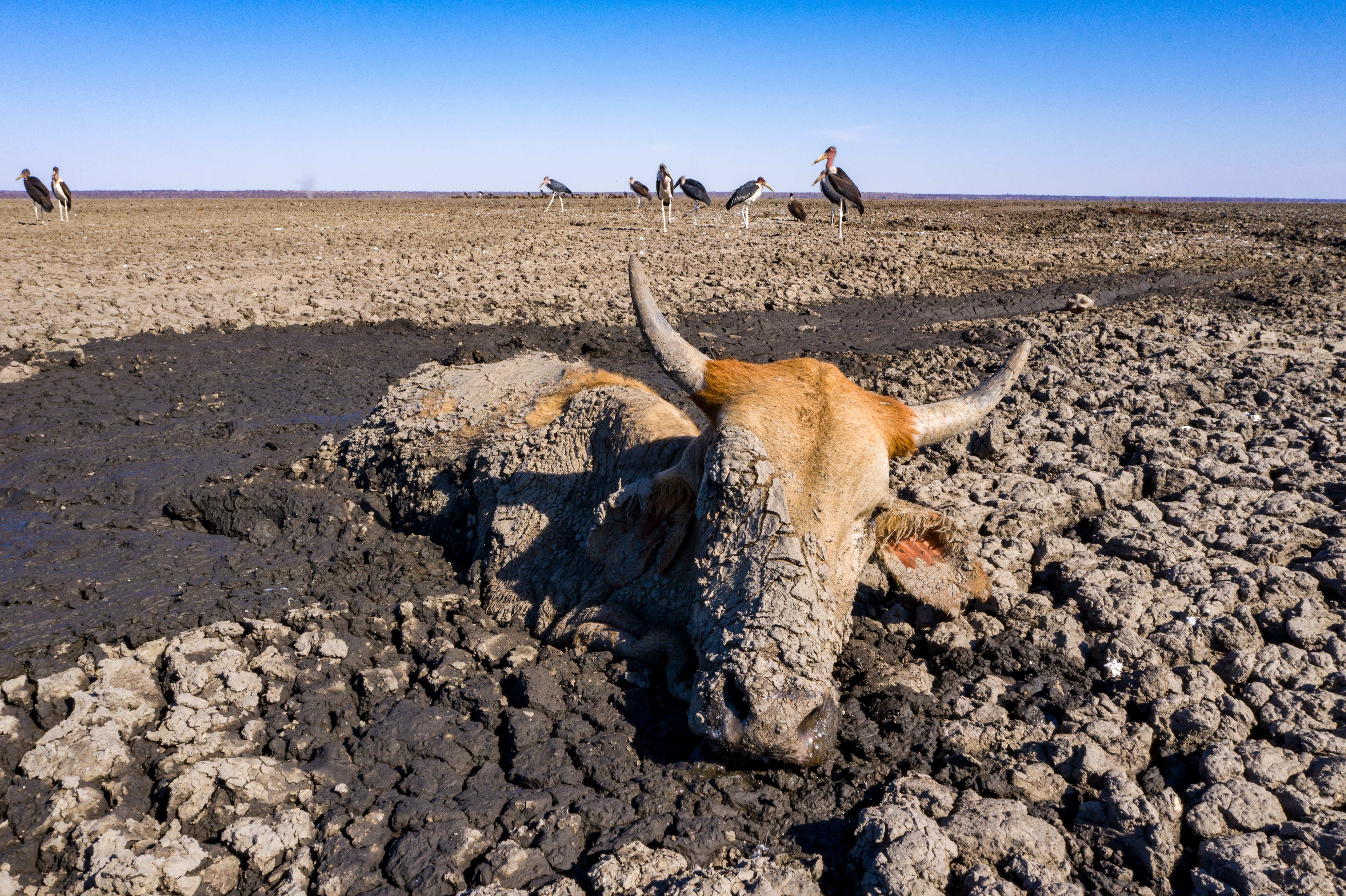 Imagini cutremurătoare cu animale însetate încercând să supraviețuiască celei mai mari secete din ultimii zeci de ani