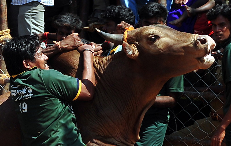 Un mort și zeci de răniți în prima zi a unui festival rodeo în India. Taurii sunt îmbătați înainte de a fi eliberați