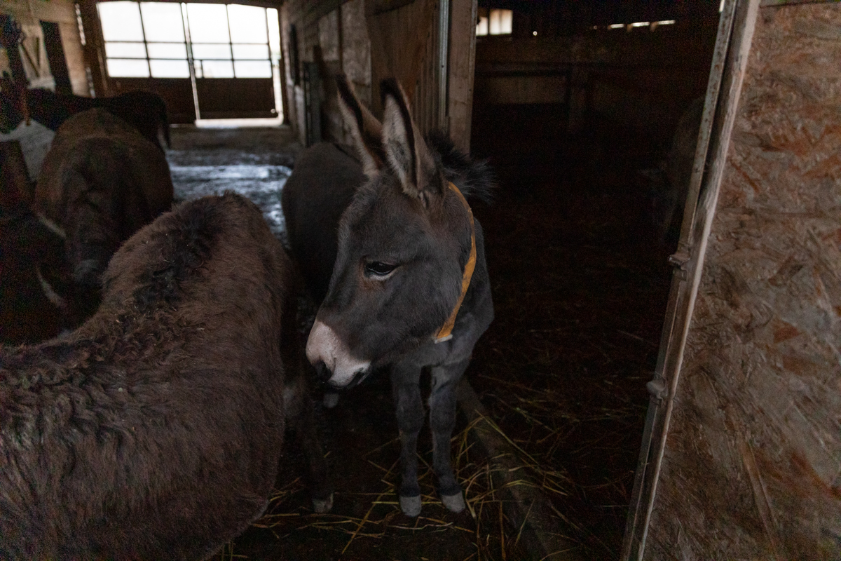 Proprietarul cailor maltratați de la Techirghiol îi poate lua înapoi după 45 de zile, dacă dovedește că sunt ai lui. „Procurorul Țucă, un mare iubitor de animale”