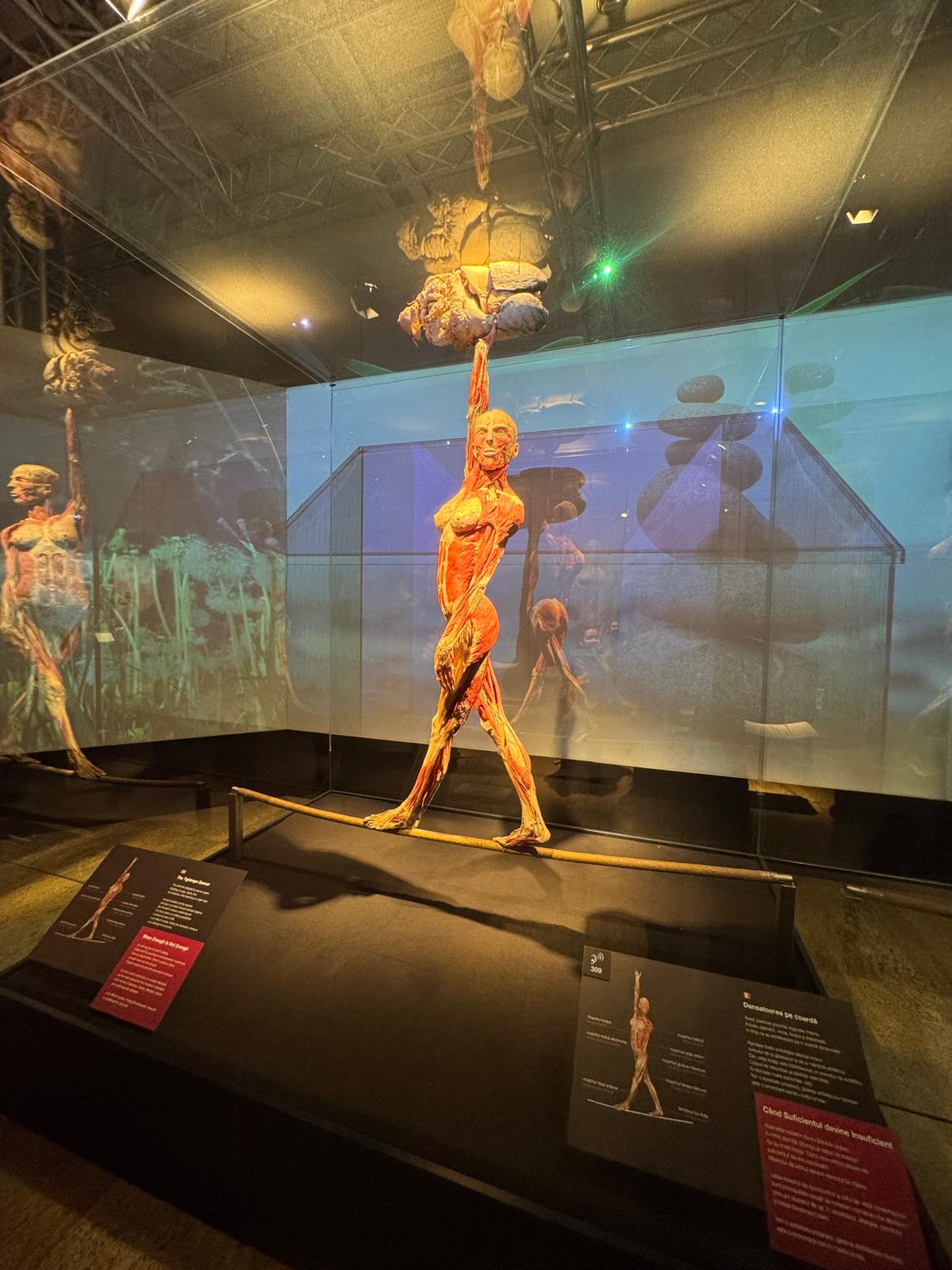 Expoziția de corpuri plastinate de la Biblioteca Națională se prelungește până pe 16 martie: „La cererea publicului”