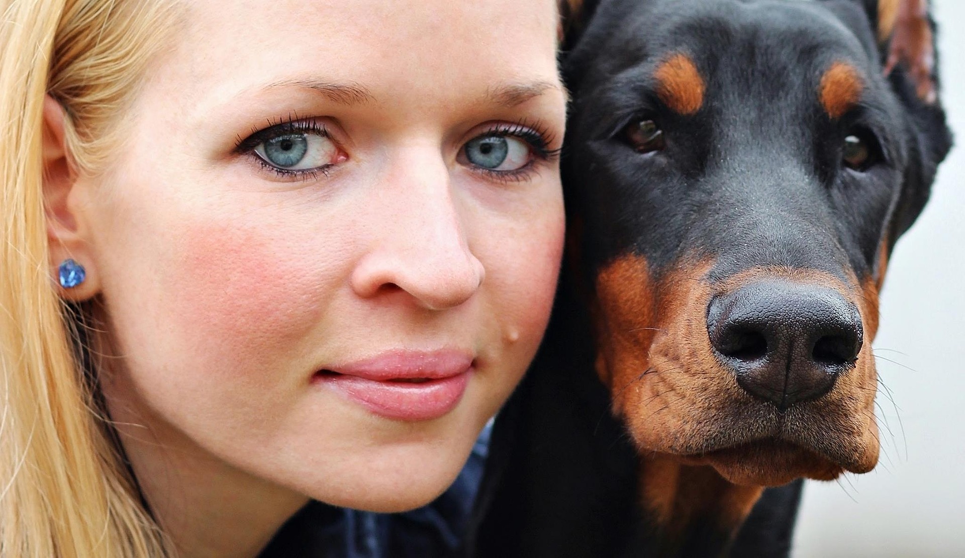 Doberman - caracteristici și temperament. Cum se dresează un animal de companie