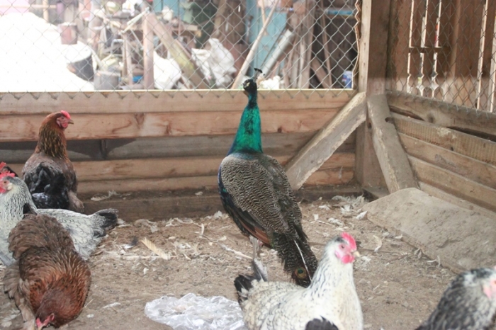Şi-a făcut grădină ZOO în vârf de munte! GALERIE FOTO