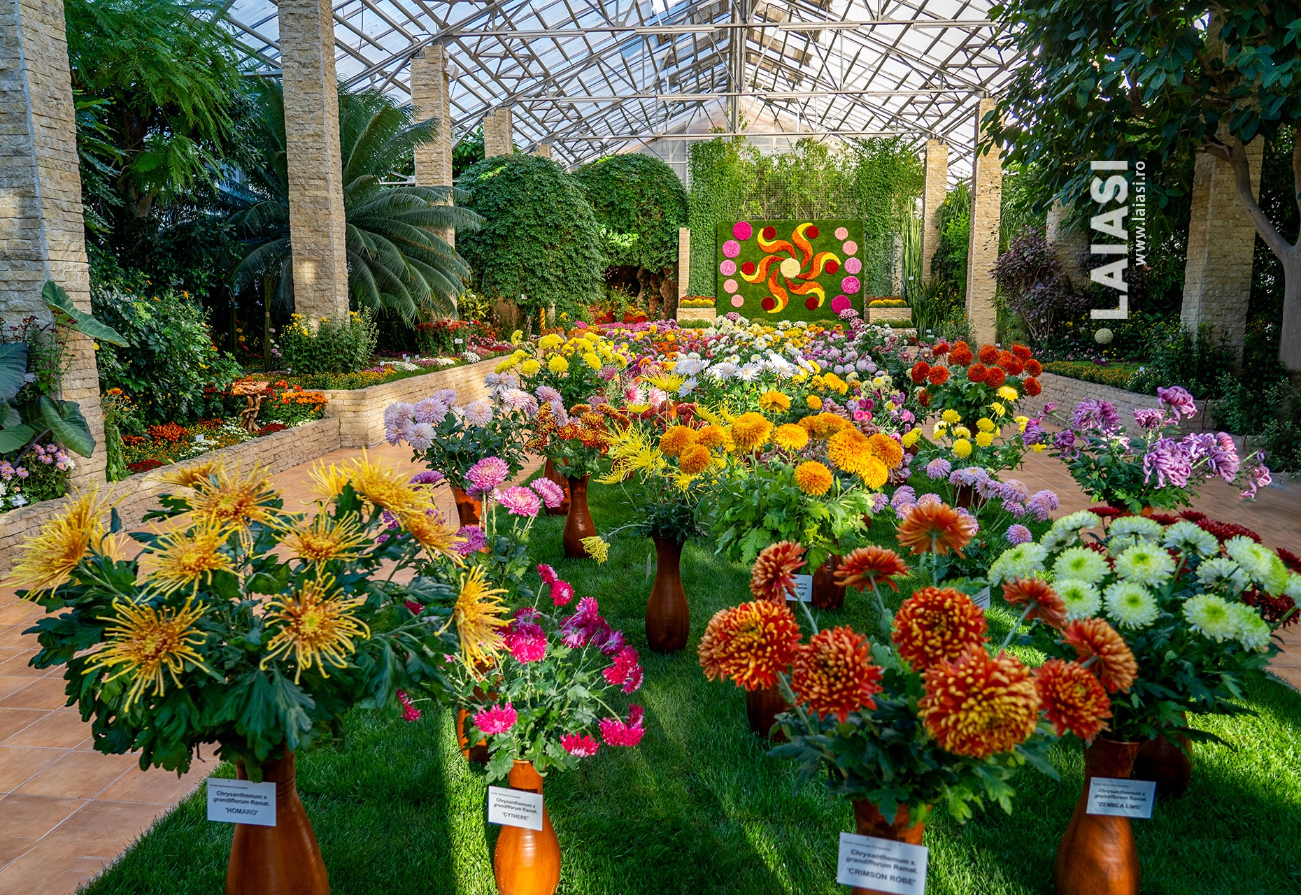 Cea mai așteptată expoziție de flori de toamnă s-a deschis în Grădina Botanică din Iași. Zeci de vizitatori au venit să admire explozia de culori