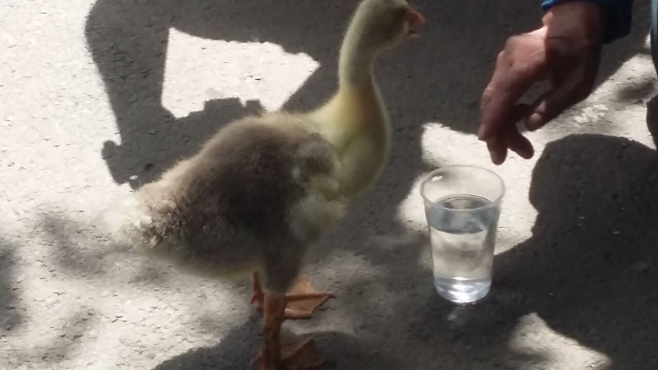 Boci Boci, rața animal de companie din Galați, scoasă la plimbare în ciuda caniculei de afară GALERIE FOTO