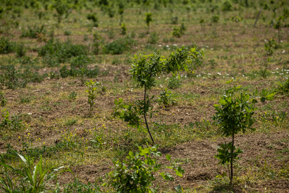 VIDEO | Cum să îngropi 2,4 milioane de euro. La peste doi ani de la primele plantări, Parcul Memoriei Naţionale de lângă Mărășești arată ca un deşert