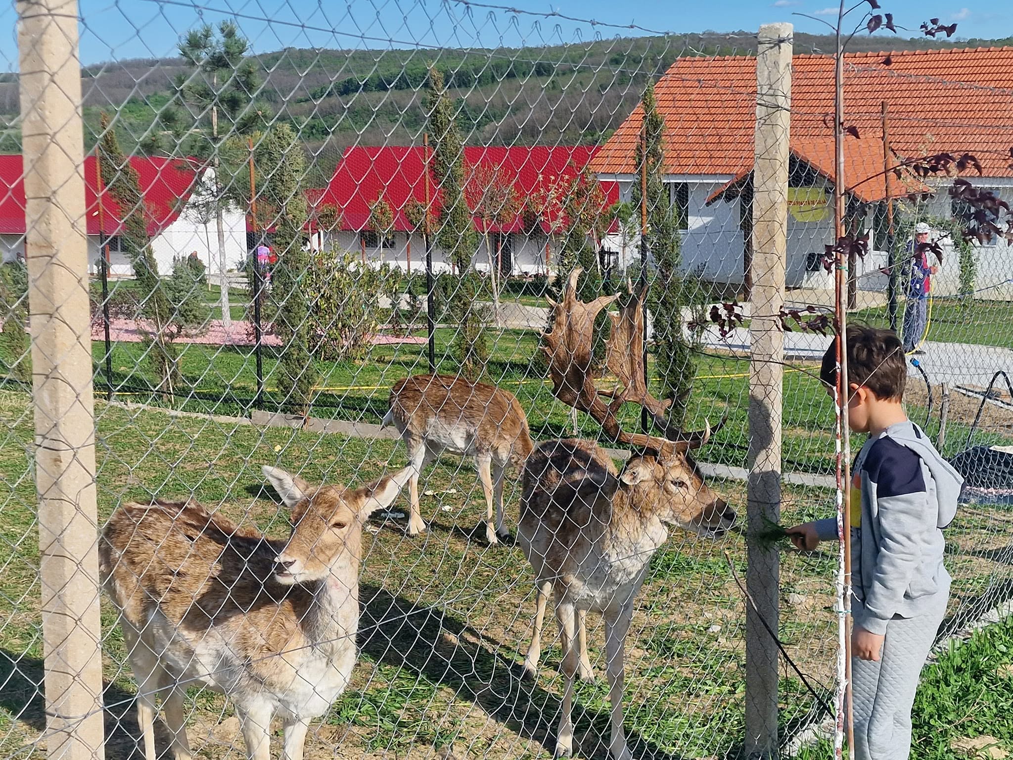 Căprioarele captive ale lui Viorel Paşca: „Şi dacă le laşi libere, se întorc”
