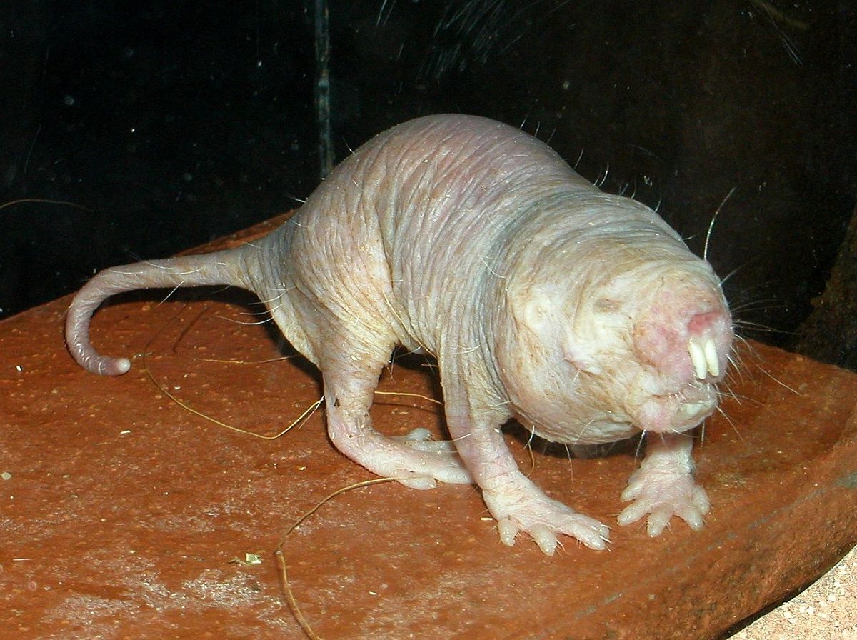 The naked mole rat [Wikipedia]