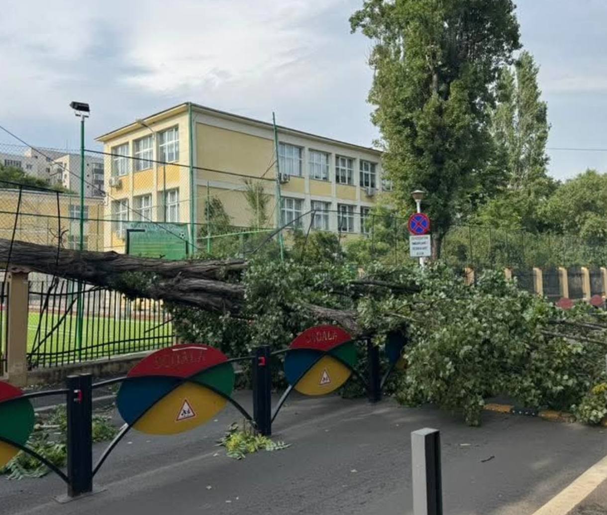 Urmările vijeliei care a făcut prăpăd în București și pe autostrada A1: o femeie a murit în Otopeni, mașini distruse de copaci, trafic îngreunat pe A1