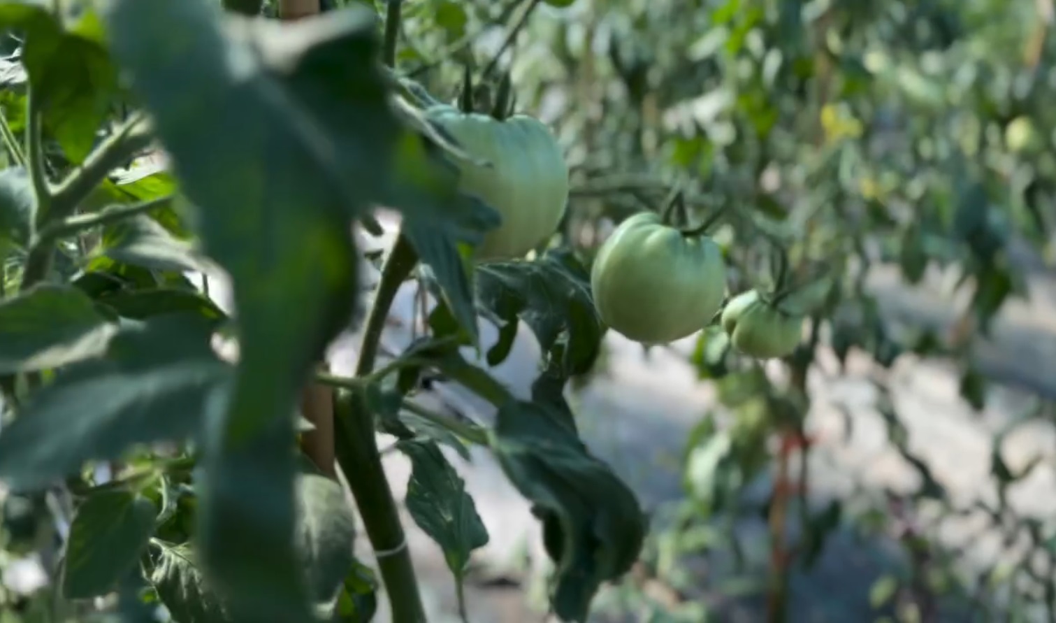 Ce a pățit Dragoș Bucur cu castraveții și roșiile plantate în solar. De dimineață a început munca în grădină: „Este foarte frumos”