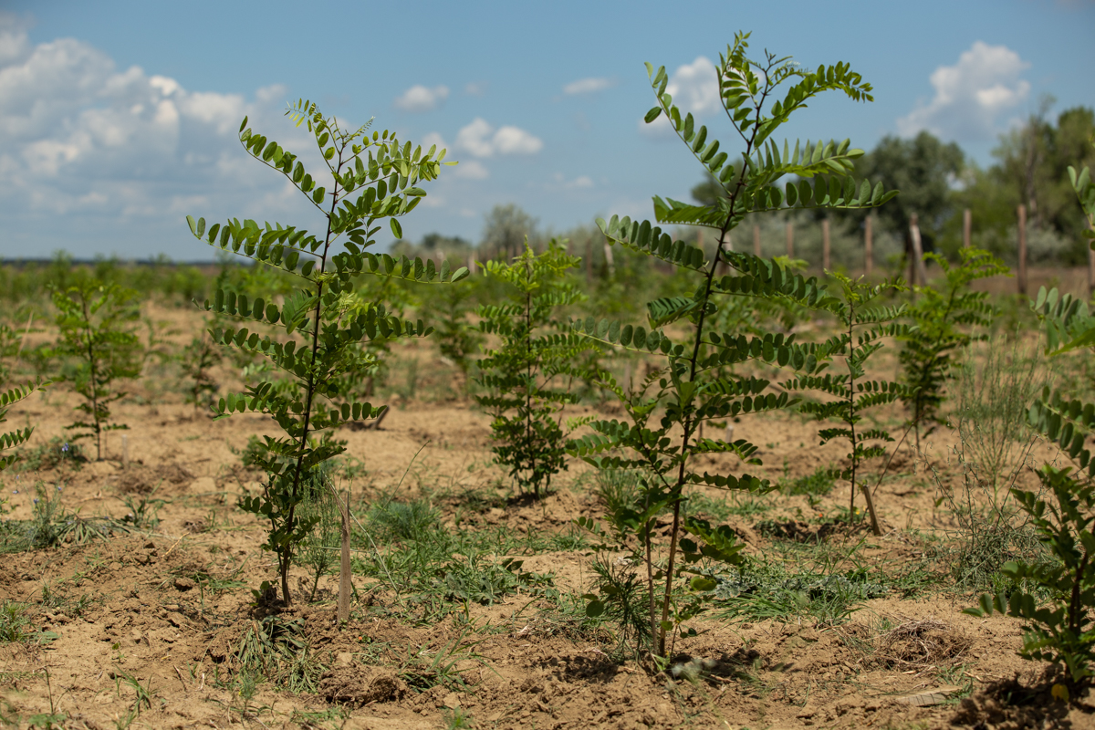 VIDEO | Cum să îngropi 2,4 milioane de euro. La peste doi ani de la primele plantări, Parcul Memoriei Naţionale de lângă Mărășești arată ca un deşert