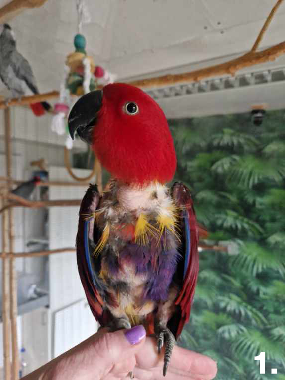 Különleges, életmentő műtétet hajtottak végre Mentán, a papagájon