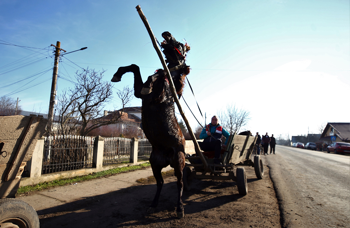 „Iapa asta e sufletul meu”. Ca în fiecare an de Bobotează, sătenii din comuna buzoiană Padina şi-au dus caii la „botezat”