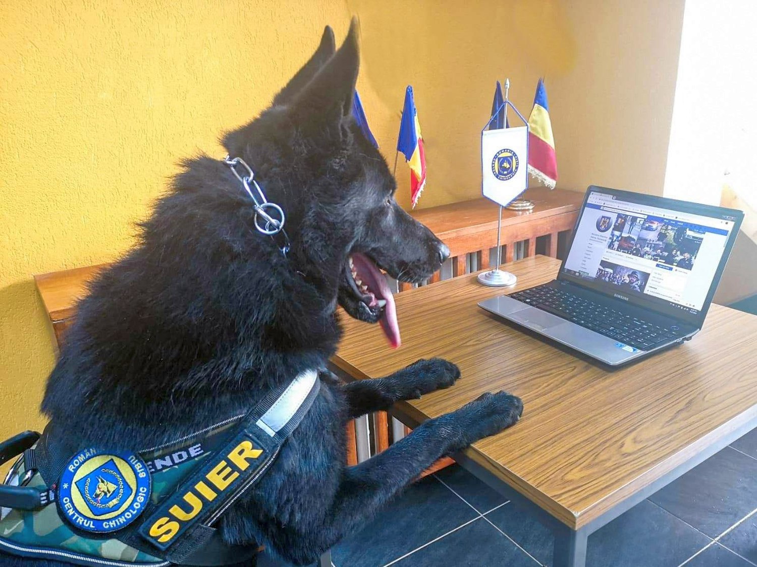 Șuier, cel mai cunoscut câine din Poliția Română, a ieșit la „pensie”. Câți ani are
