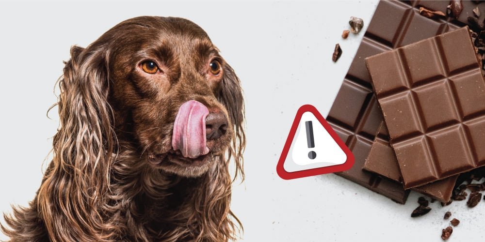Here s why dogs can t eat chocolate Pulse Nigeria