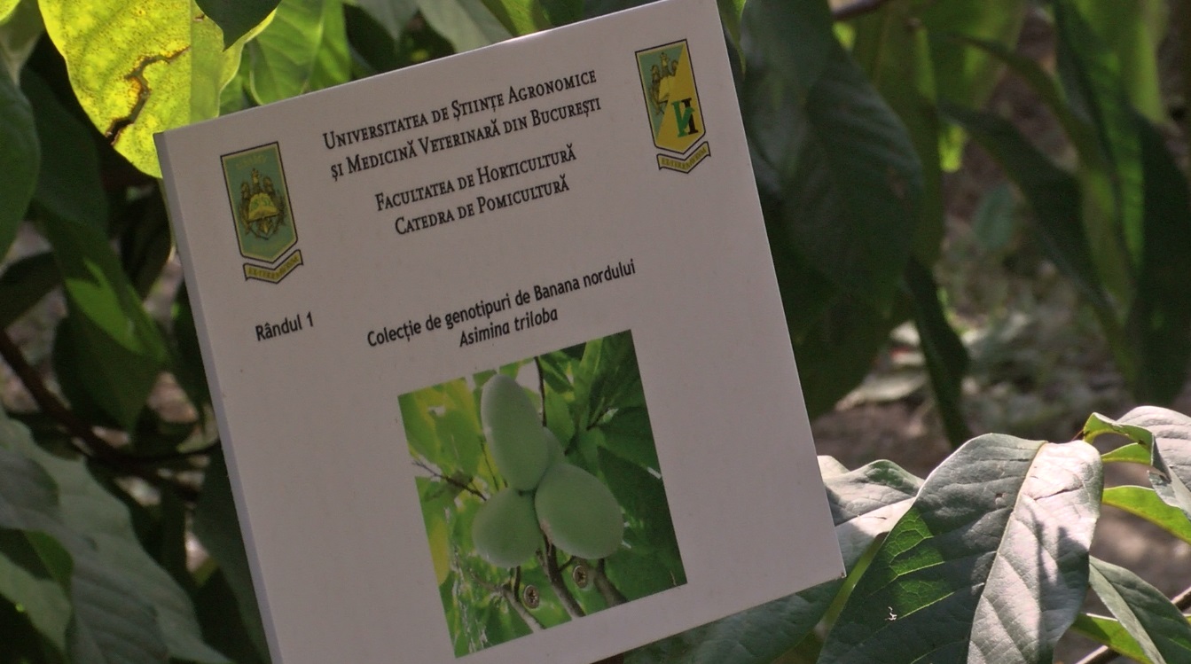 VIDEO/ Fructele exotice se aclimatizează în România. Țăranii vor avea ferme de kiwi. Frunzele sunt bune pentru sarmale
