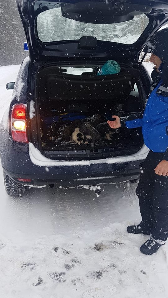 IMAGINI EMOȚIONANTE | Căței îngropați în zăpadă, salvați de jandarmii montani din Gorj. Cum a reacționat mama cățelușilor
