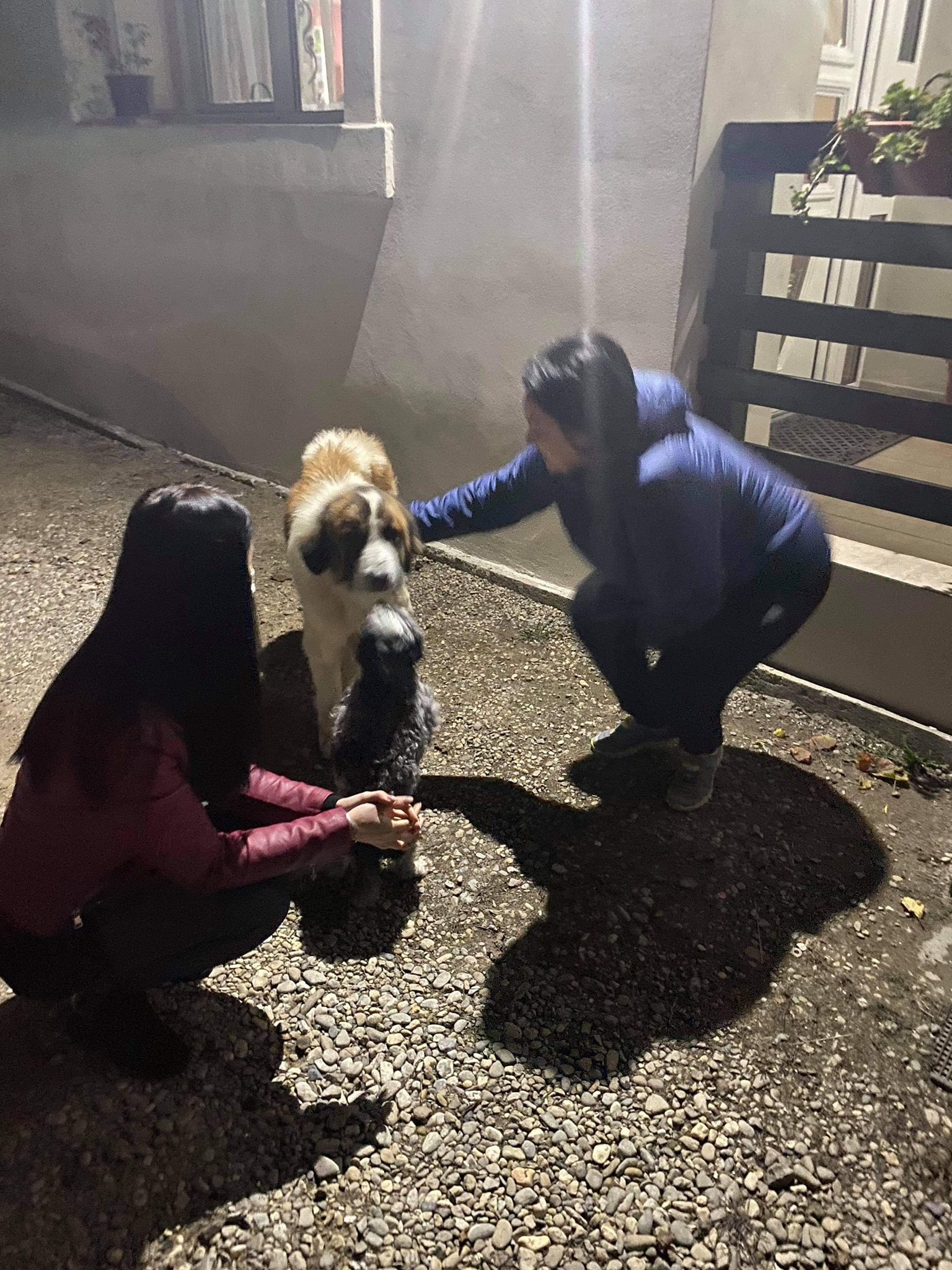 Polițiștii din Cluj i-au găsit stăpân unui câine care a stat cu ei în stradă în timp ce păzeau o localitate carantinată