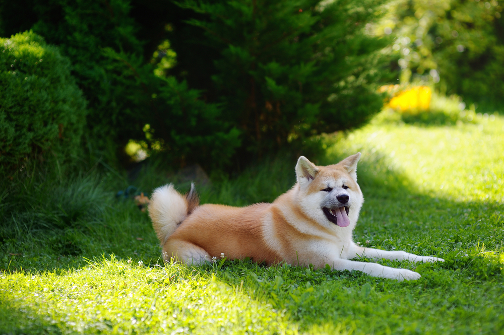 Akita - ce temperament are unul dintre cei mai cunoscuți câini de vânătoare
