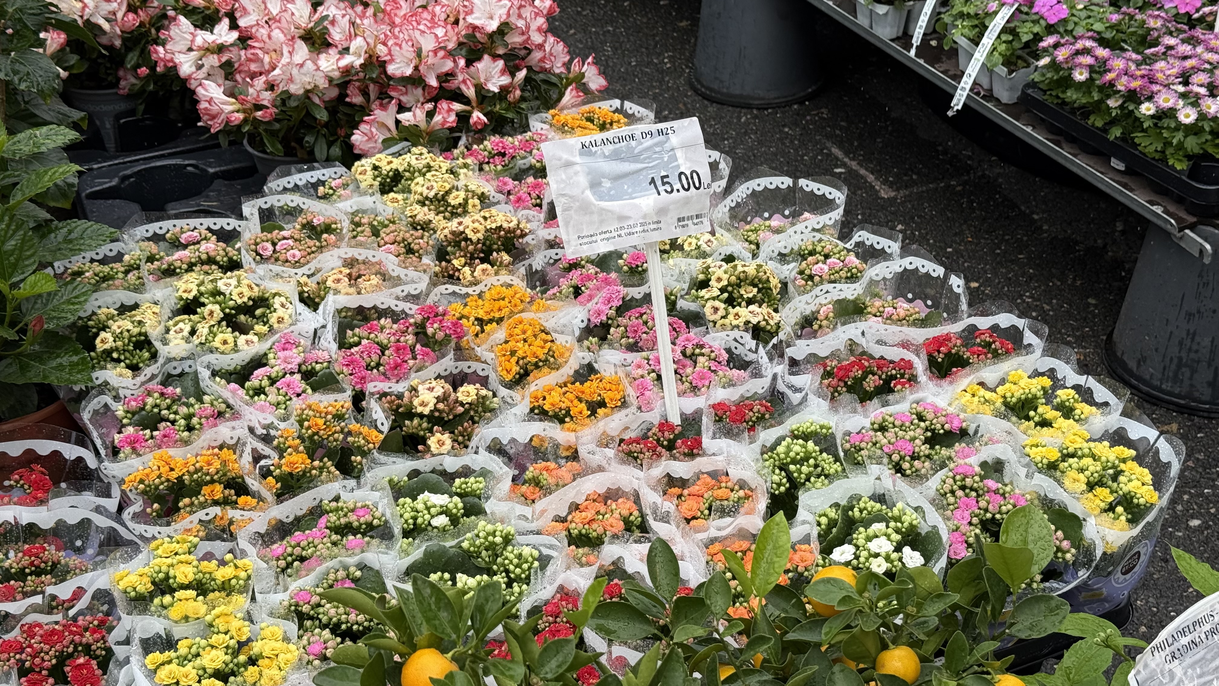 Explozie de flori și fructe exotice la Agronomie. Cât au plătit oamenii pentru „Mâna lui Buddha” „Banana Nordului” și smochinul mov