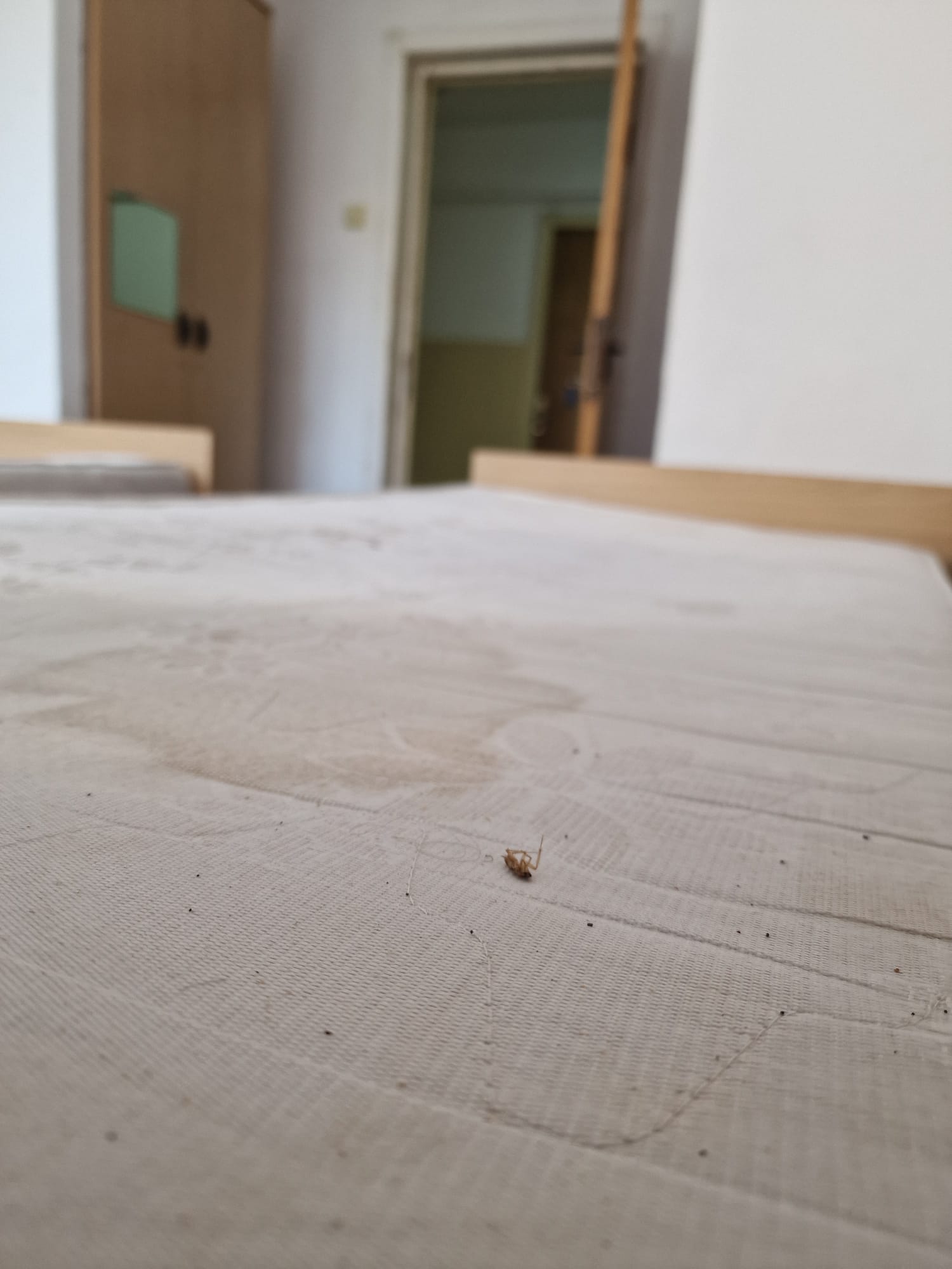 Cămin murdar, cu saltele pătate și gândaci pentru liceenii veniți în tabăra de vară a Universității din București. „Tu ai sta aici?”