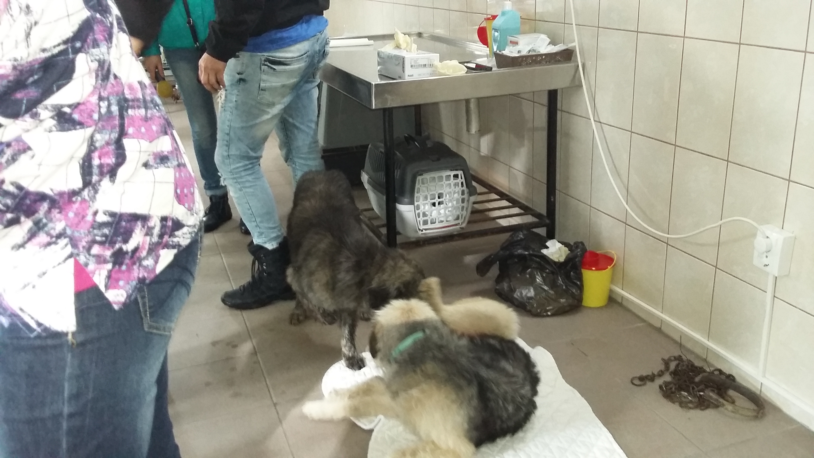 A tăiat coadă câinilor cu un topor! GALERIE FOTO ŞOCANTĂ