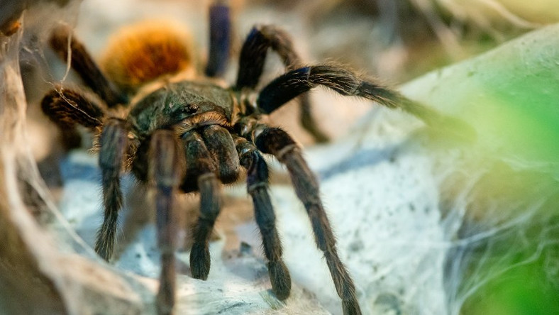 Mérgespók-invázió fenyegeti Magyarországot? Megszólalt a Fővárosi Állat- és Növénykert szóvivője