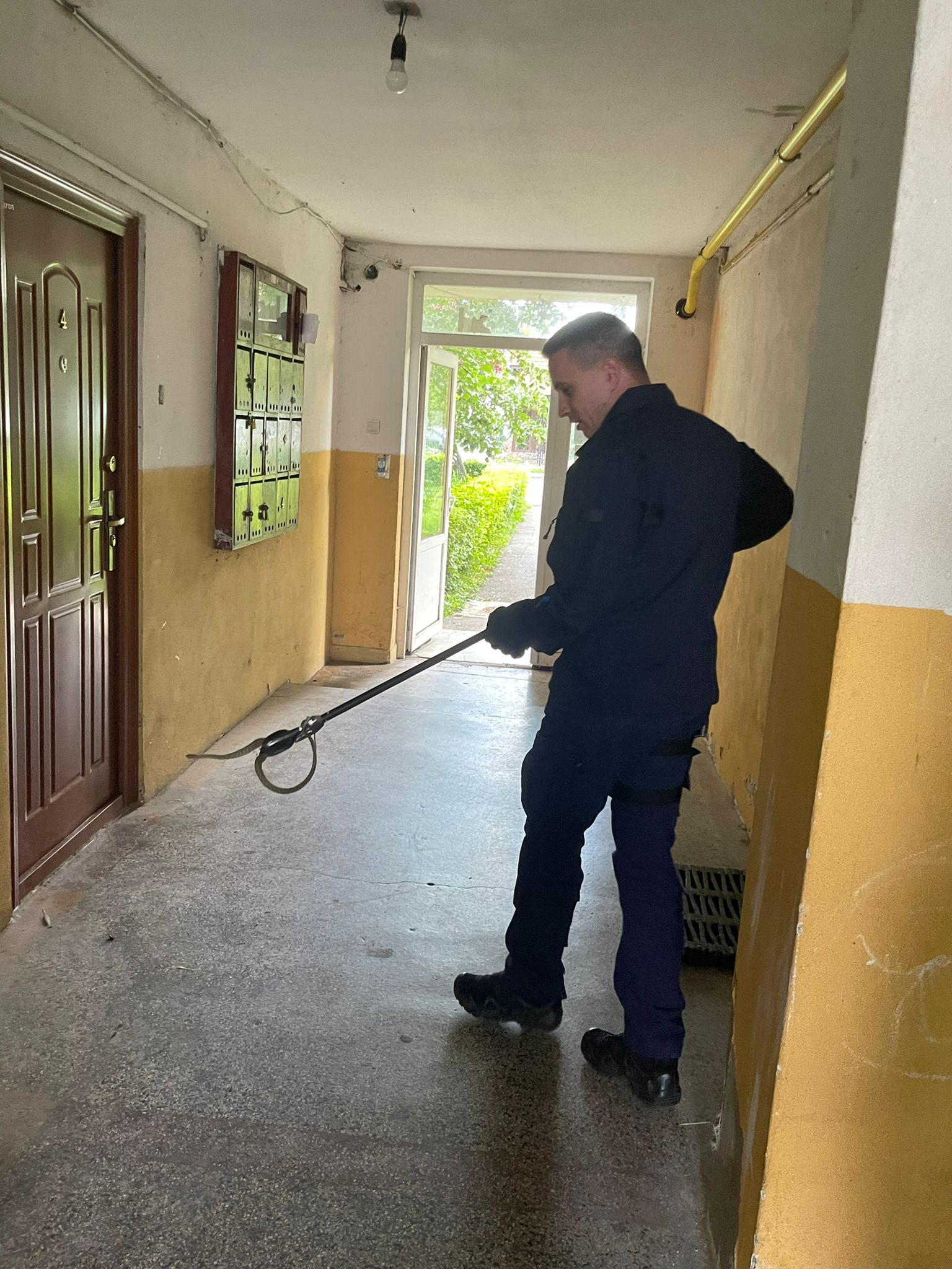 Un șarpe de aproape un metru, găsit în scara unui bloc din Târgu Jiu. VIDEO