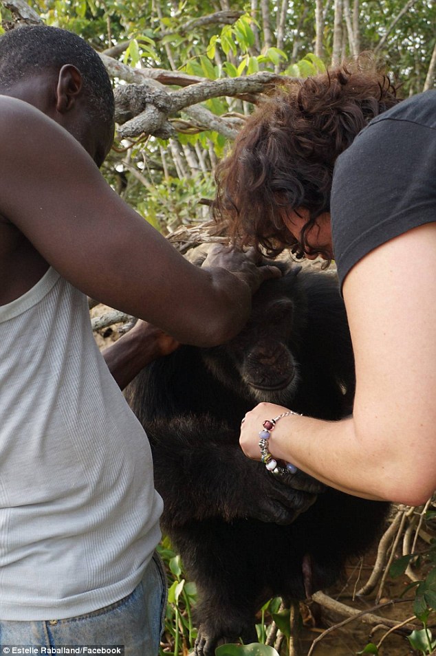 Un cimpanzeu a trăit singur, timp de 3 ani, pe o insulă africană. Cum a reacționat când cineva a decis să-l viziteze | GALERIE FOTO