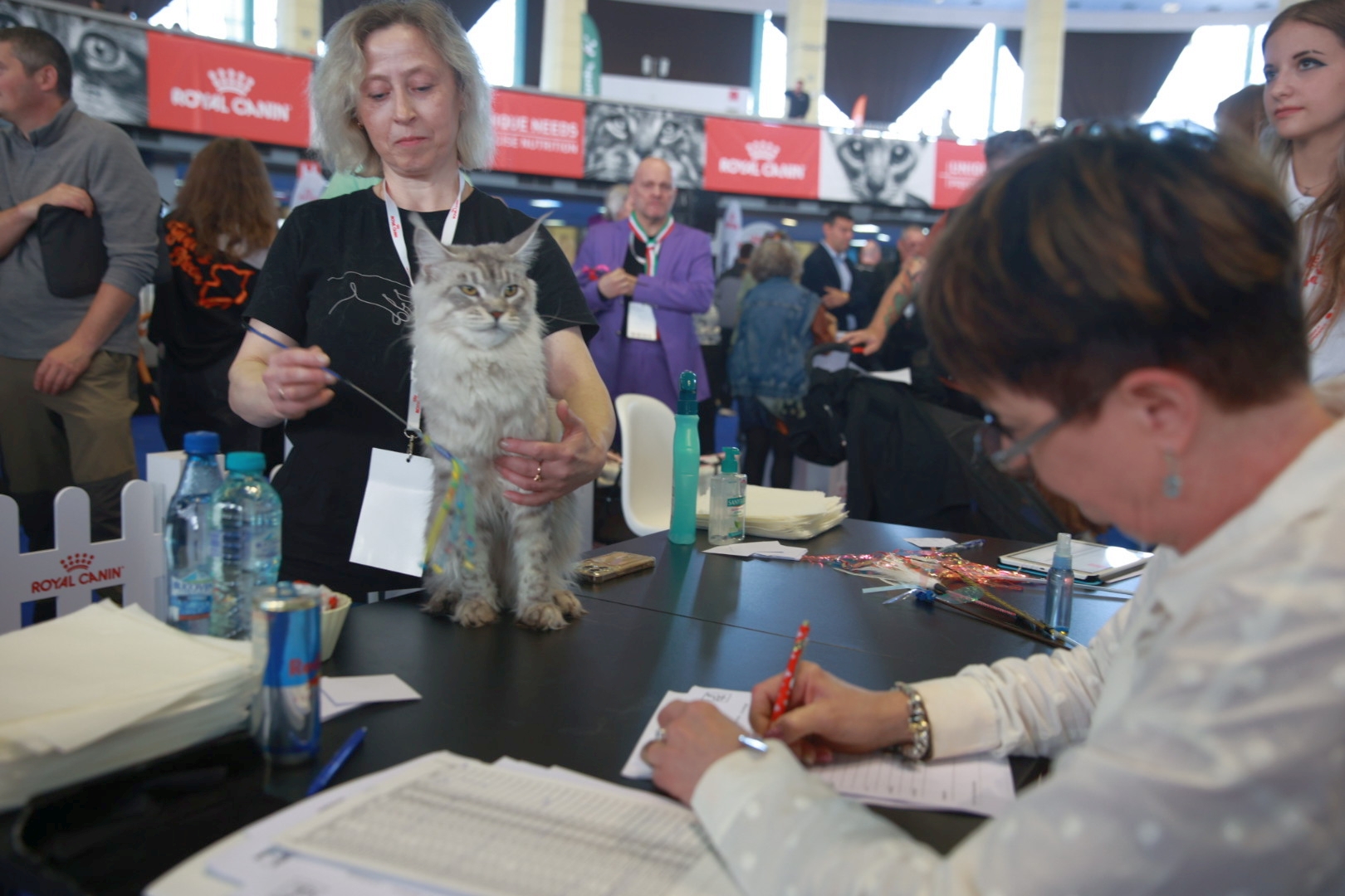 Libertatea a mers la Campionatul Mondial Felin. Bucureștiul, capitala mondială a pisicilor: peste 750 de feline din întreaga lume au strălucit la Romexpo