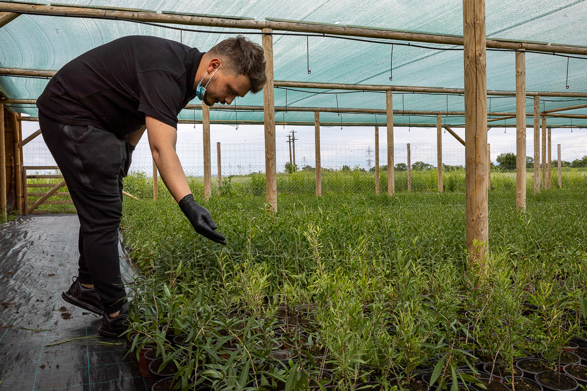 Ce i-a determinat pe doi tineri să renunțe la avocatură și să se apuce de cultivat goji: “Vin italienii, nemţii şi fac proiecte frumoase în agricultură. Românii de ce nu fac?”