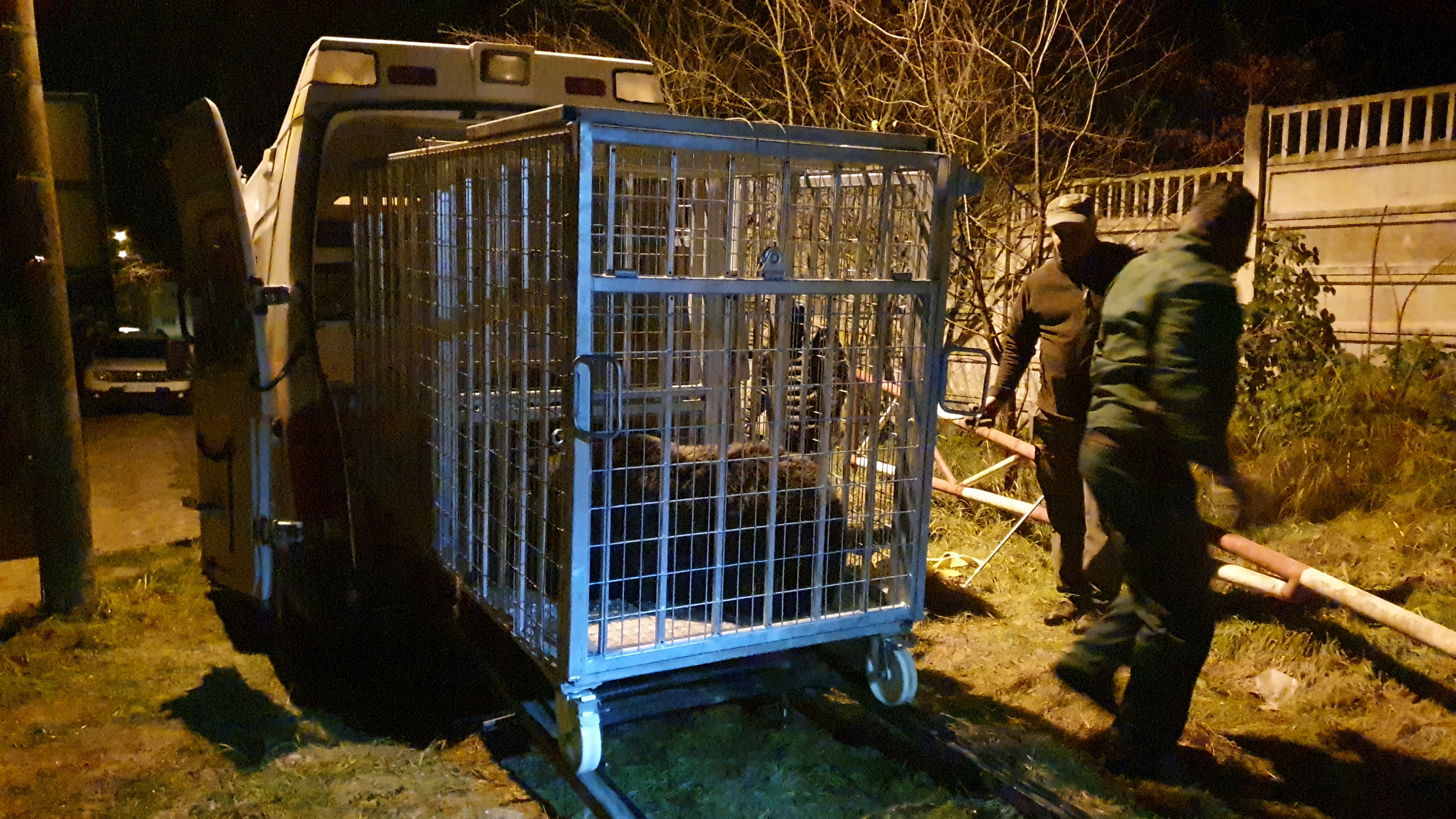 O ursoaică şi doi pui, capturați în Brașov, și-au găsit adăpost la Sanctuarul Libearty de la Zărneşti