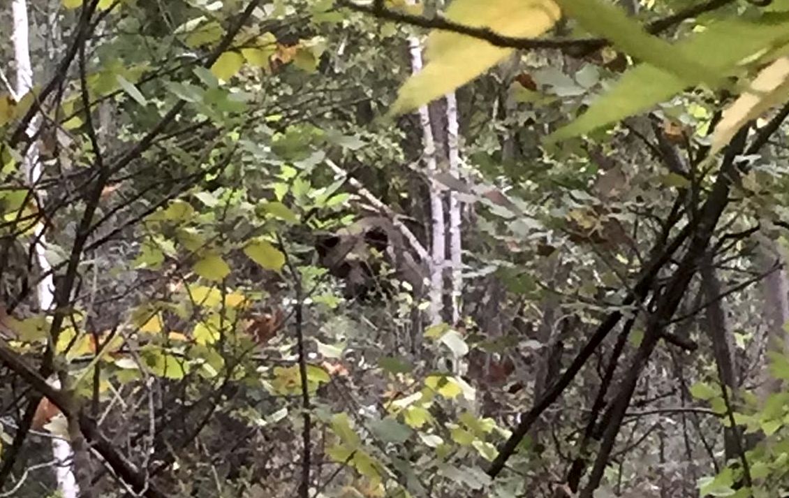 Un urs a fost prins în laț într-o pădure din Vrancea. A fost eliberat după ce i-a fost amputată o labă