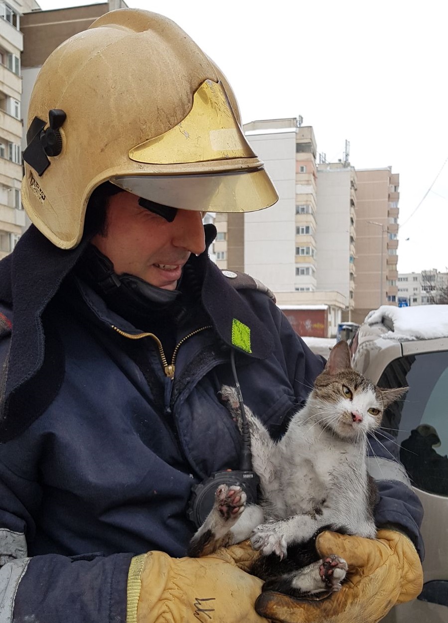 Pui de pisică salvat de pompierii din Bacău dintr-un apartament în flăcări| GALERIE FOTO