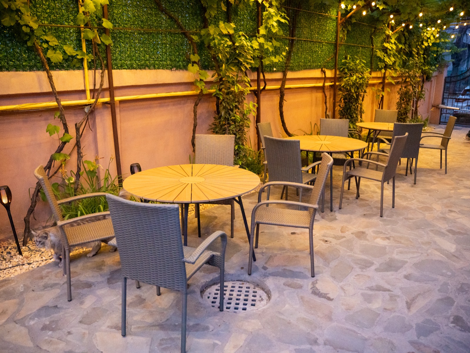 Prima cafenea cu pisici Maine Coon din România se deschide în București. Unde se află locația, prețurile din meniu și regulile casei