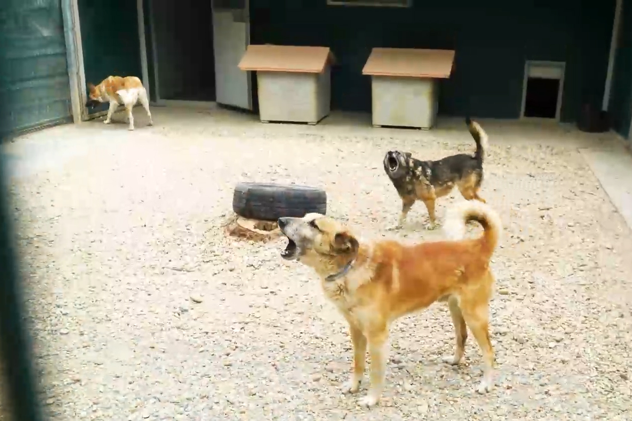 Acasă la motanul Putin şi câinele Zelenski. 30 de animale salvate din Ucraina şi-au găsit salvarea la un adăpost din Cernavodă