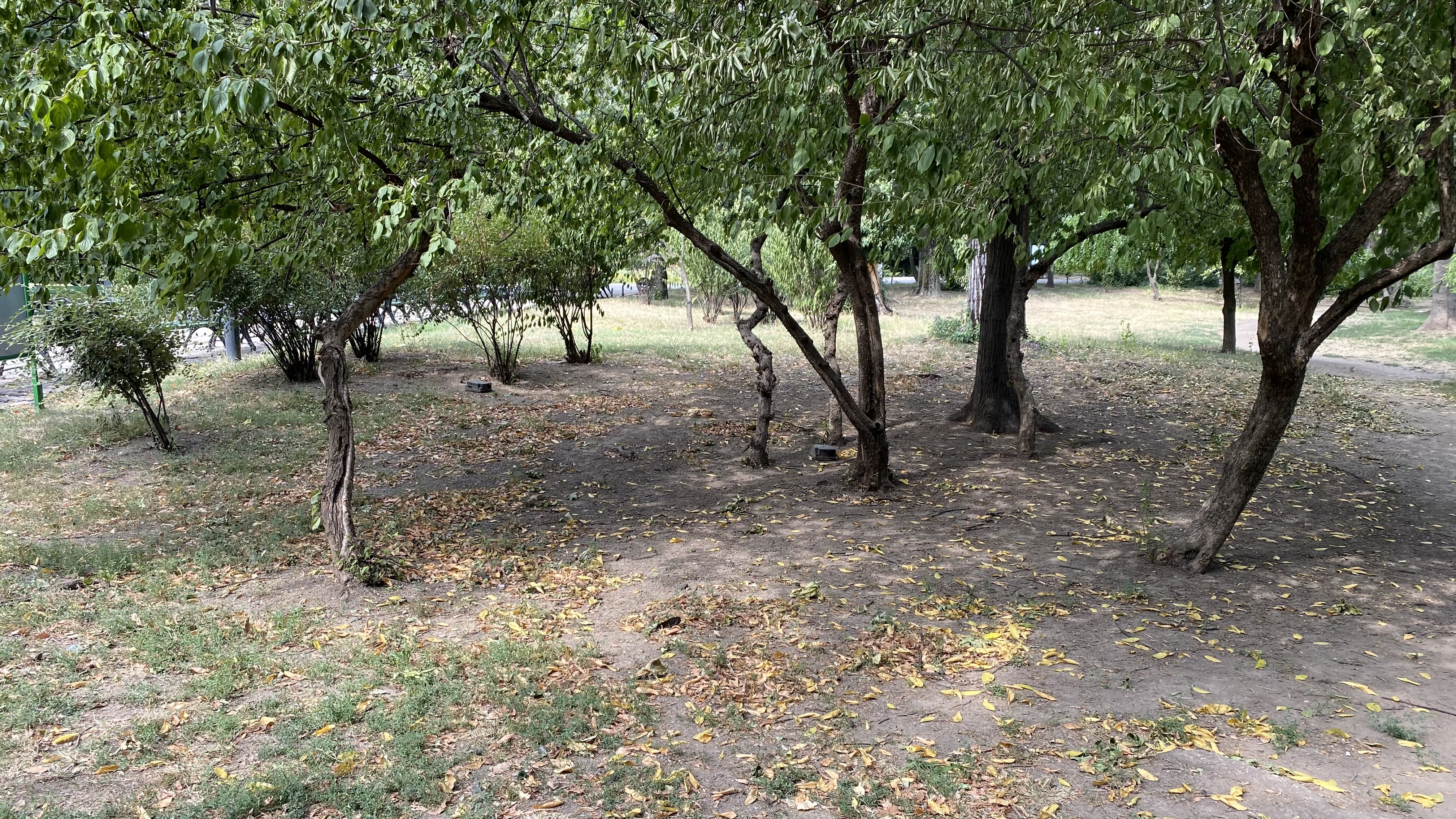 Cișmigiu, mândria tristă a Bucureștiului: pământ în loc de iarbă, alei distruse, garduri rupte și mirosuri insuportabile
