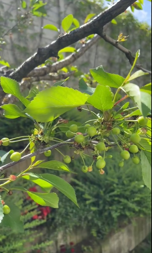 Imagini noi din grădina Andreei Marin. Are mulți trandafiri înfloriți, dar și plante aromatice, spanac și răsaduri de roșii