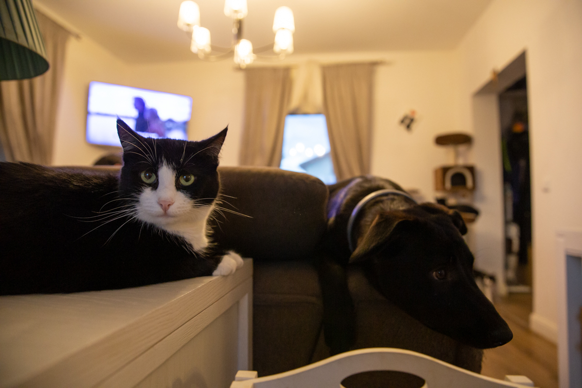 Crima care a șocat iubitorii de animale: câinii otrăviți ai familiei româno-norvegiene care îngrijește animale abandonate lângă Brașov