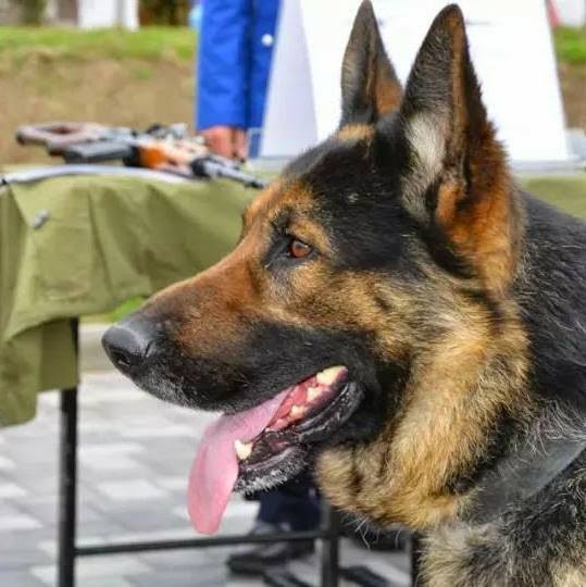 REPORTAJ/ Jandarmul Marius și câinele Mabanu, o prietenie mai presus de meserie. Deși a fost pensionat, ciobănescul german rămane cu plutonierul major/ (Foto&Video)