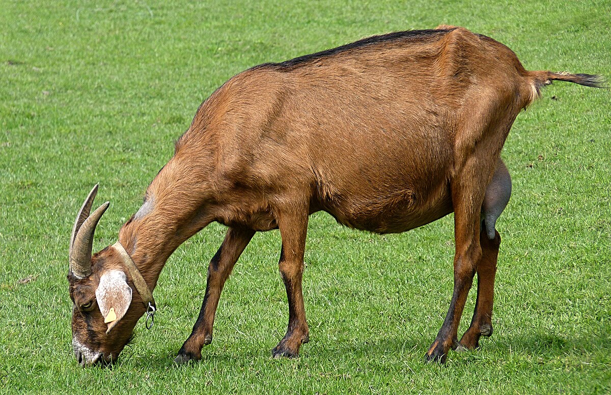 55-year-old man parade amid singing, booing while carrying alleged stolen goat