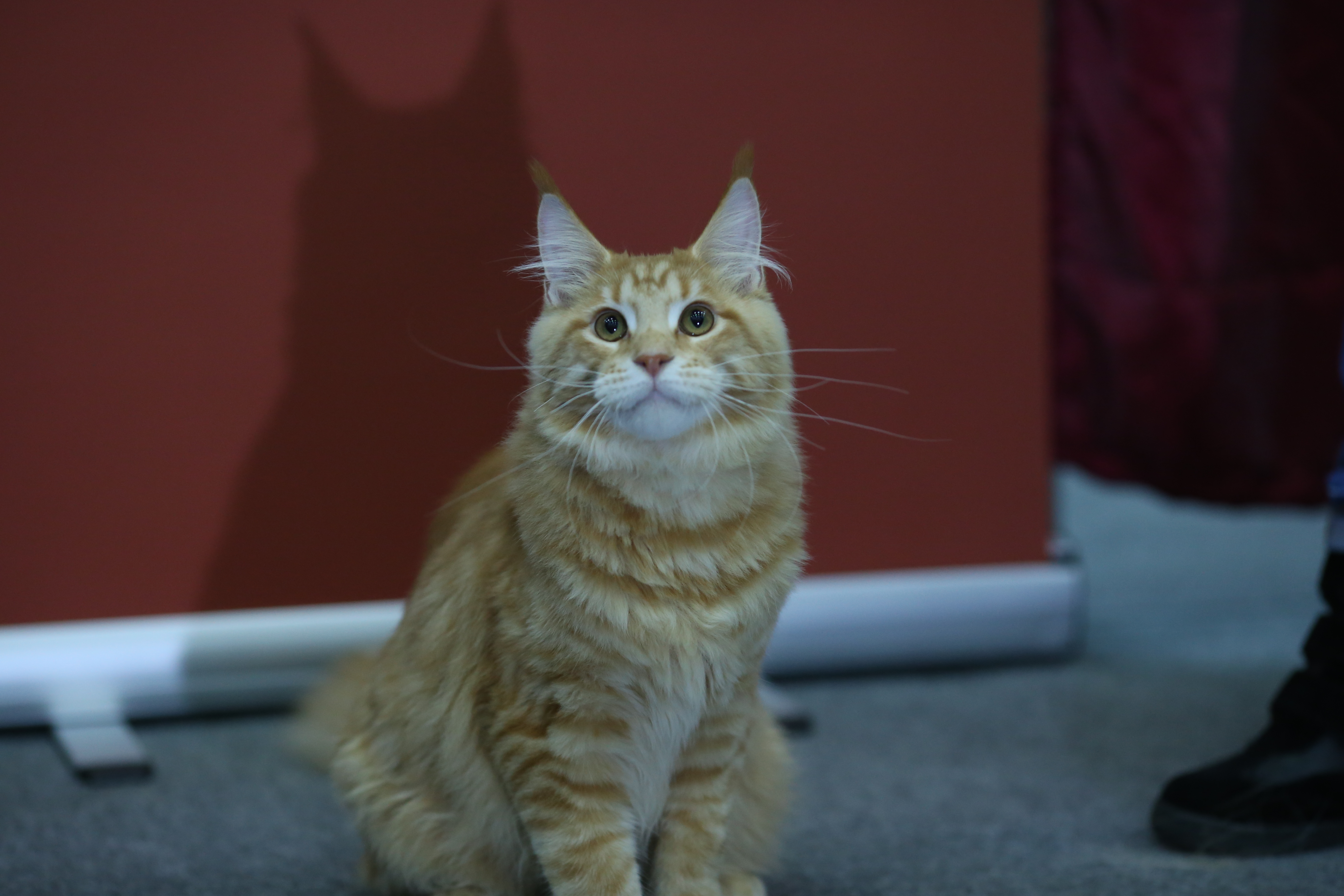 FOTO EXCLUSIV/ Expoziție de feline la Romexpo. Peste 250 de pisici de rasă din toată lumea vor putea fi admirate în acest weekend