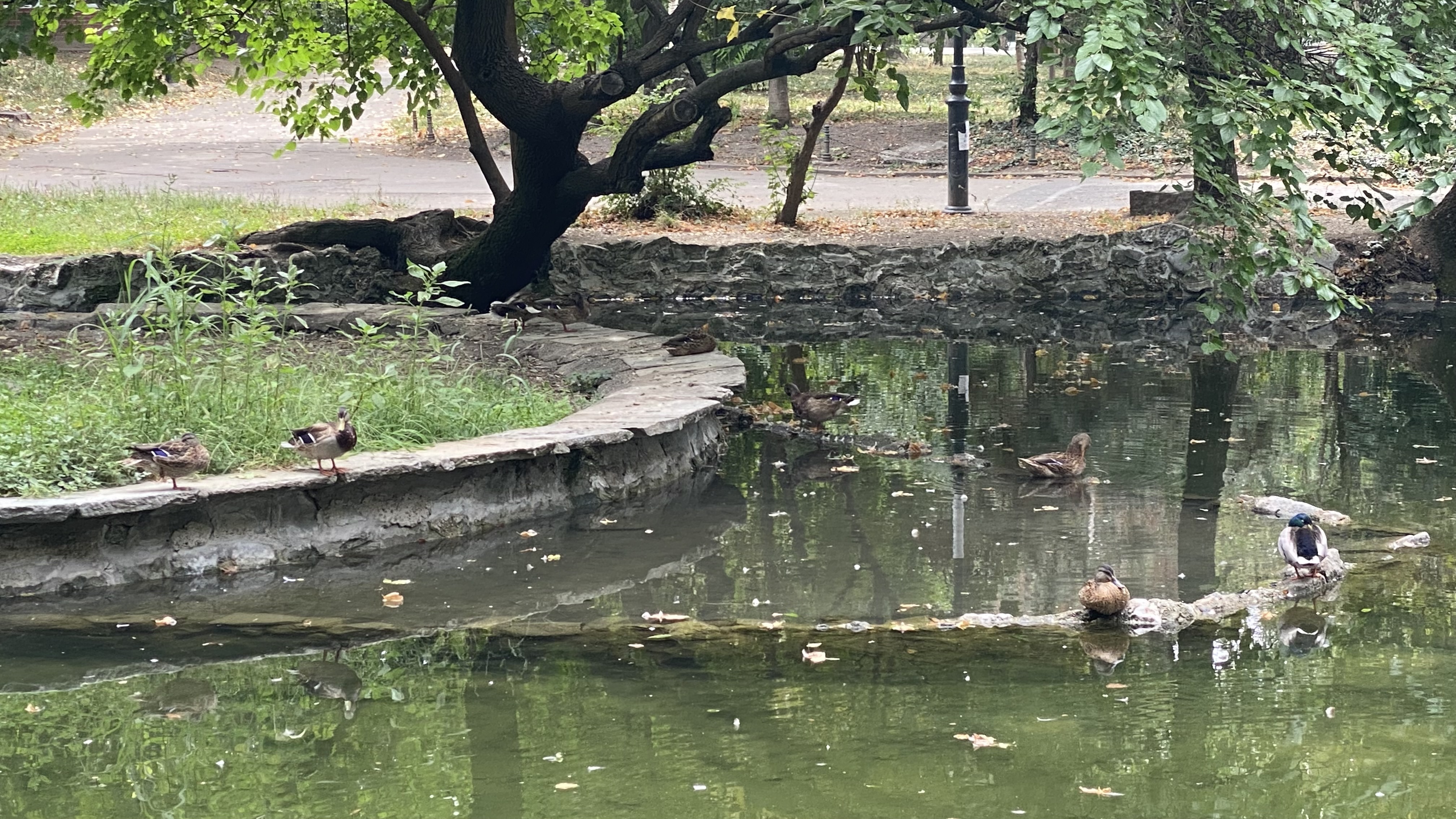 Cișmigiu, mândria tristă a Bucureștiului: pământ în loc de iarbă, alei distruse, garduri rupte și mirosuri insuportabile