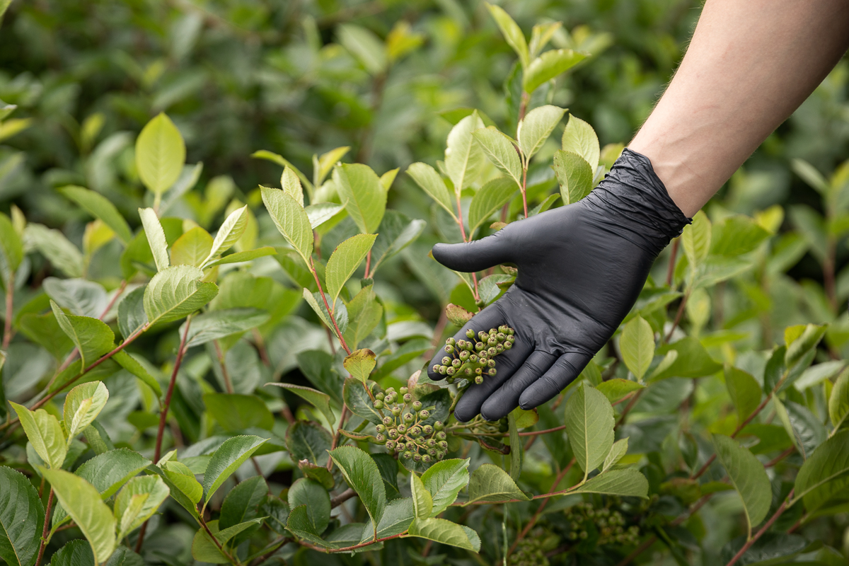 Ce i-a determinat pe doi tineri să renunțe la avocatură și să se apuce de cultivat goji: “Vin italienii, nemţii şi fac proiecte frumoase în agricultură. Românii de ce nu fac?”