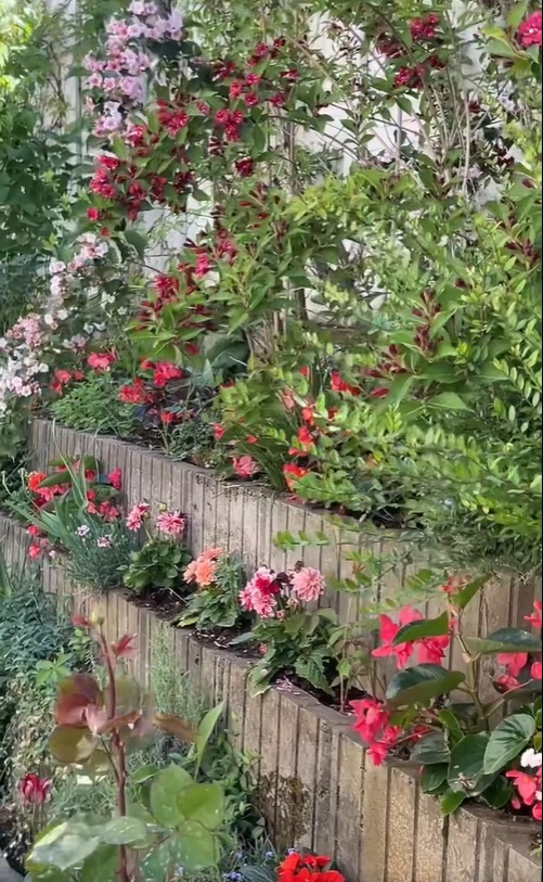 Imagini noi din grădina Andreei Marin. Are mulți trandafiri înfloriți, dar și plante aromatice, spanac și răsaduri de roșii