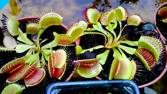 Grădina cu ciudăţenii! Colecționează plante carnivore | GALERIE FOTO